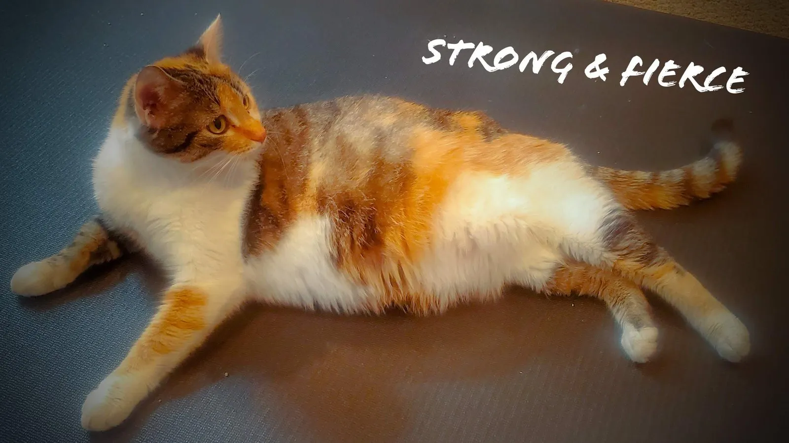 River, pregnant, before giving birth to her litter