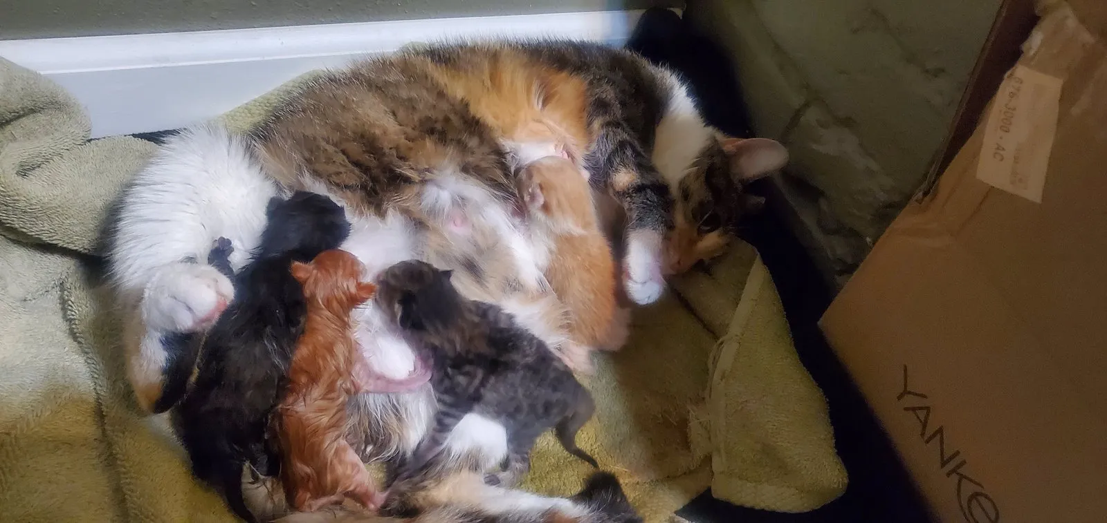 All five newborn kittens with River on the night they were born