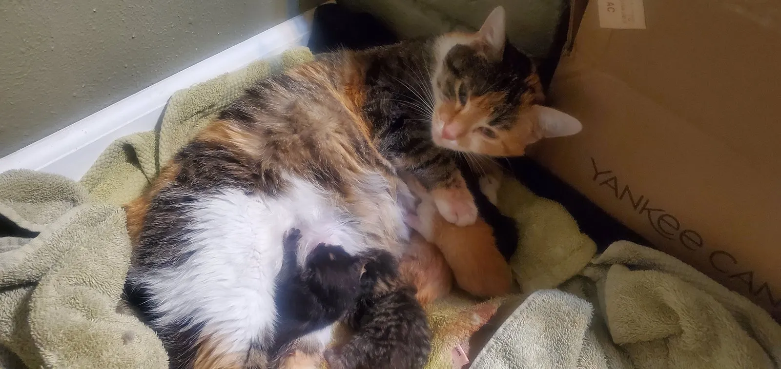 River nursing her newborn kittens on birth night