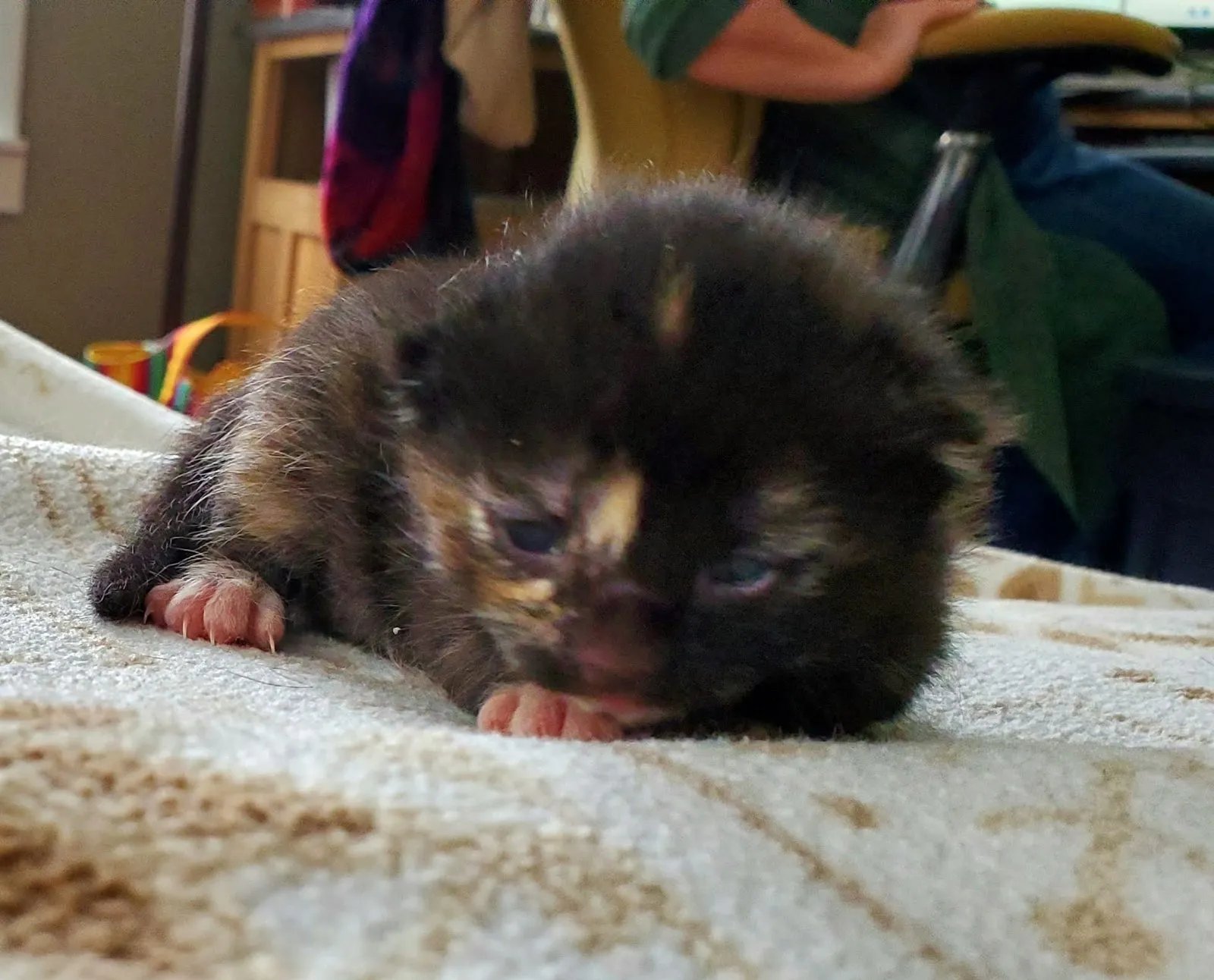 A kitten at about ten days old