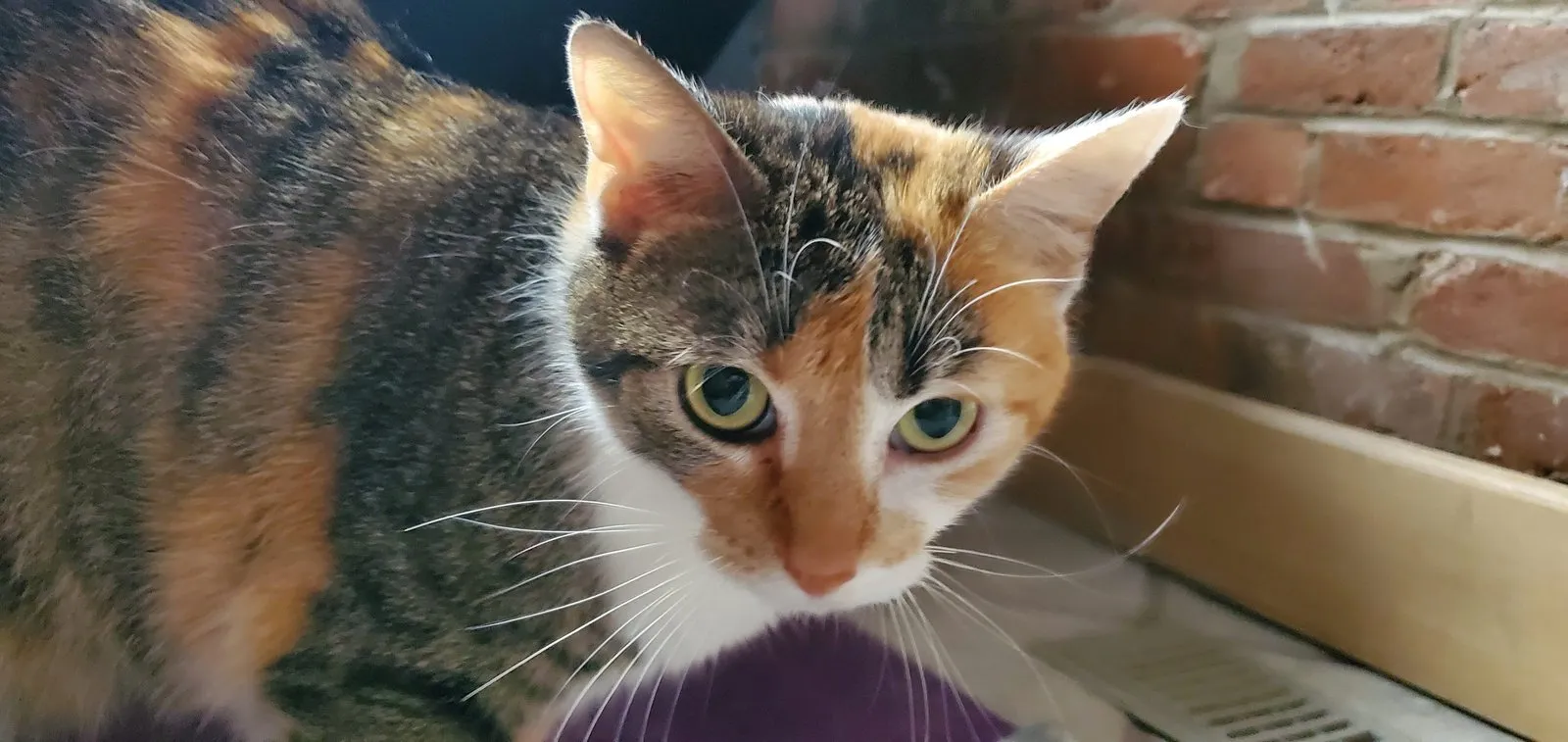 River, the calico cat, looking directly into the camera against a brick wall