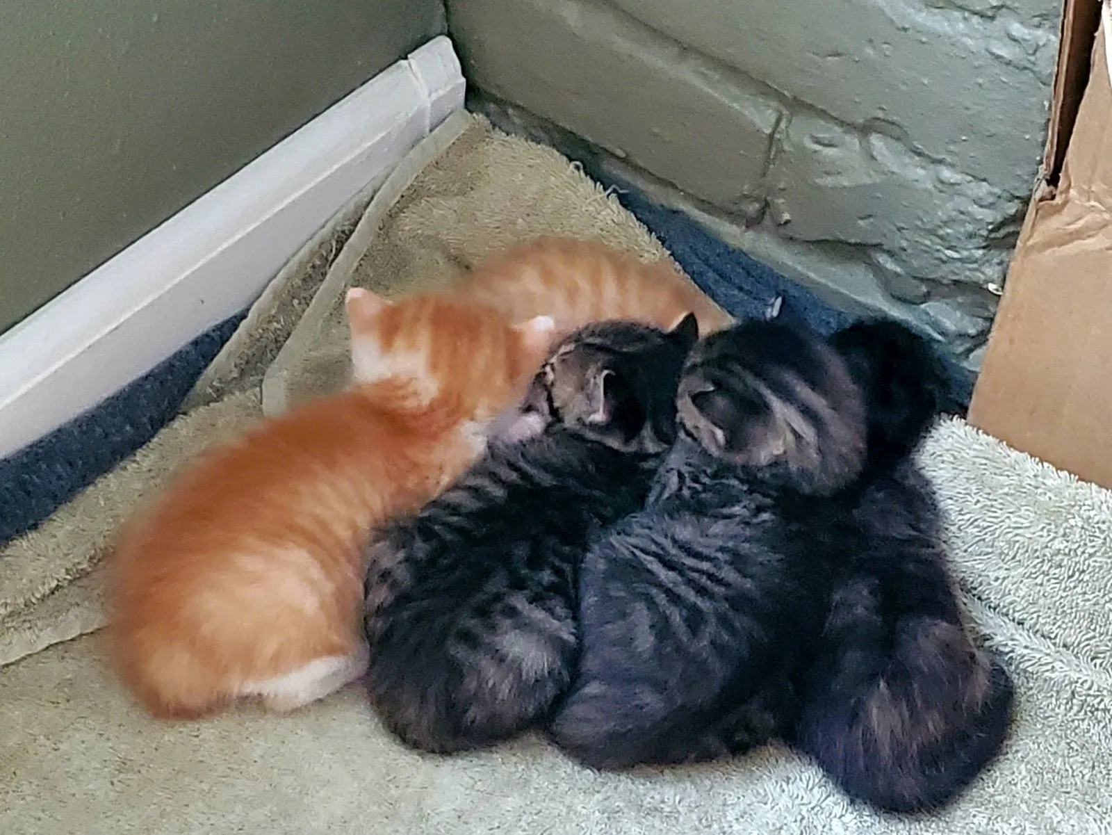 A kitten at about eighteen days old