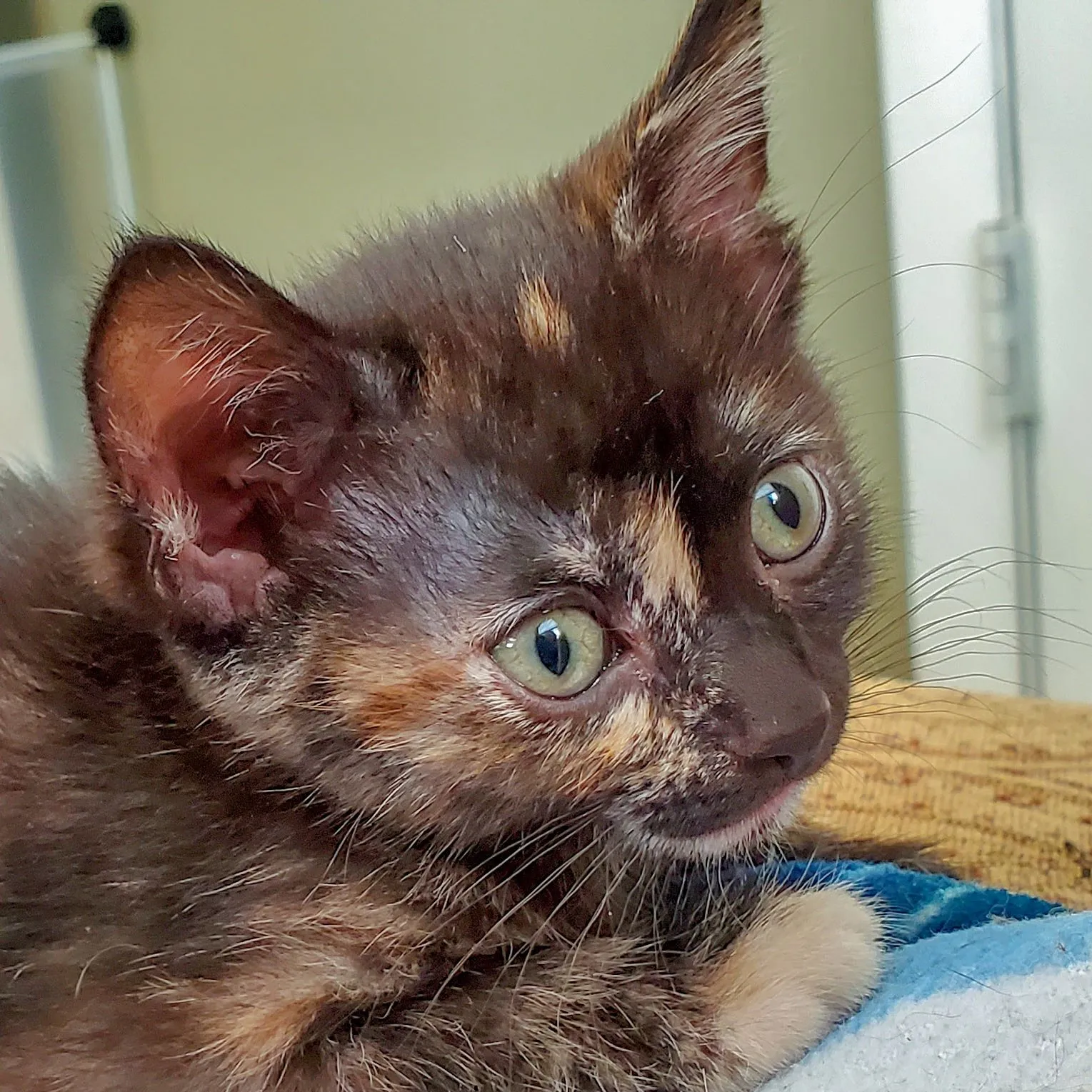 Young Yoshi during the hand-feeding weeks
