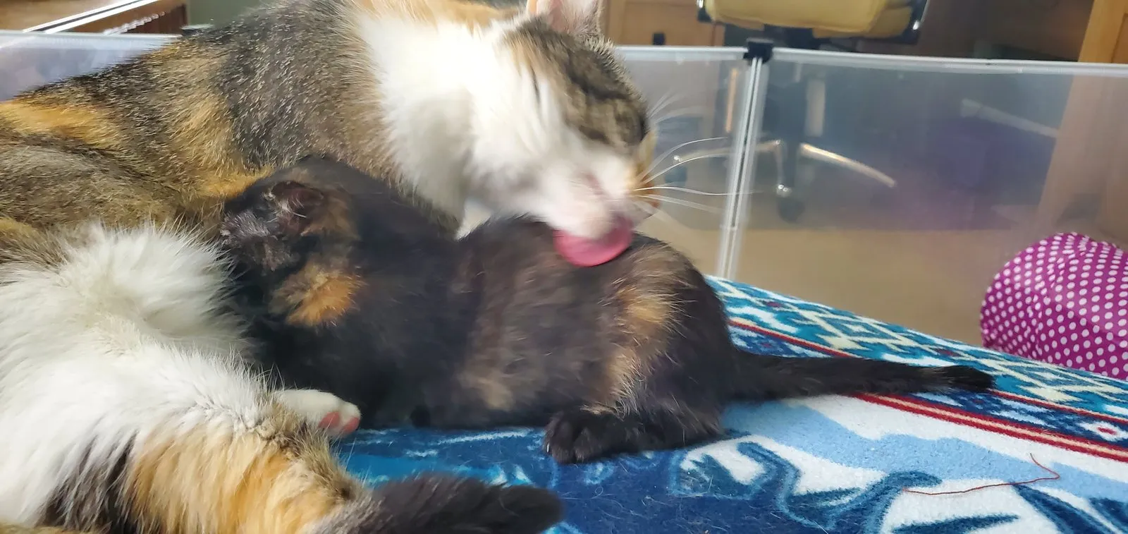 River grooming a Yoshi