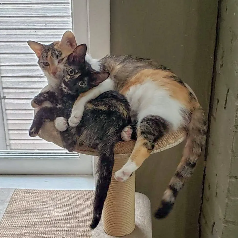 River and Yoshi together on a cat tree
